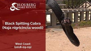 Black Spitting Cobra near West Coast (20180909)