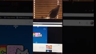 Bird reacts to nyancat