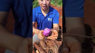 Long purple yam harvest in rural life #fresh #yam #harvest #agriculture