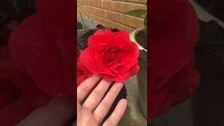 Admiring a red Begonia bloom