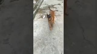 dog in funny Mood #youtubeshorts #fun #funny #comedy #dog #doglover | Urdu Hindi TV