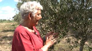 Ancient Oil - Texas Olives