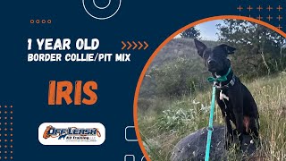 Border Collie/Pit Mix, 1 y/o, “Iris” | Amazing Border Collie/Pit Obedience | OLK9 Spokane