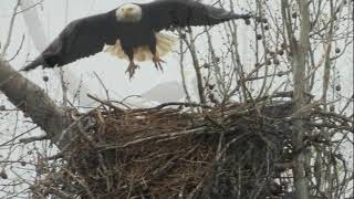 April 7 and 8 Bald Eagle Nest as Hatchling enters fifth week