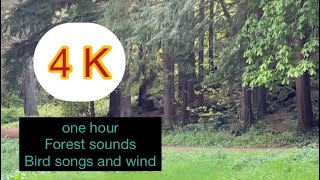 Nature/Forest sounds/ relaxing