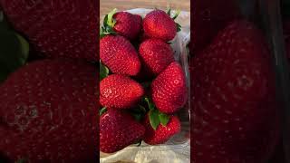 Fresh& tasty strawberries #shorts