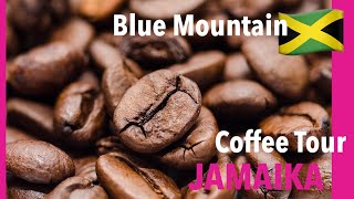 Jamaika Blue Mountain Coffee Tour