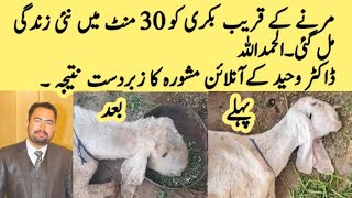 Quick recovery of Goat - Dr Waheed Ahsan