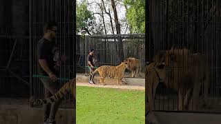 Big Bengal Tiger Walks In Chain | Nouman Hassan