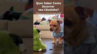 Cachorrinhos Brincando Com Brinquedos Humanos #shorts