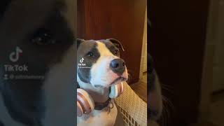 odin jams… #dog #pitbull #pets #tiktok #tiktoktrending #shorts #viral #cute