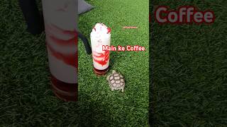 Kura kura sulcata minum es #coffee #sulcatatortoise #hewanlucu #shorts