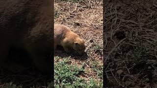 #shorts #animals #oklahoma   Prairie Dog in Oklahoma!!!!