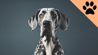 The pros and cons of owning a Great Dane