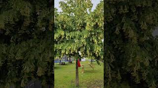 "Липы душистой цветы распускаются…" The fragrant linden flowers are blooming...