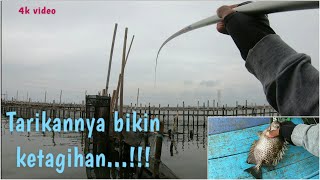 Mancing baronang//spot rumpon ableh//rabbitfish//mancing baronang semarang//Rabbit fishing