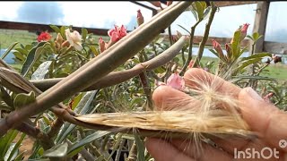 ROSAS DO 🏜 FAZENDO A  COLHEITA DAS SEMENTES