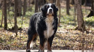 The Bernese Mountain Dog A Majestic Breed with Canine Fever