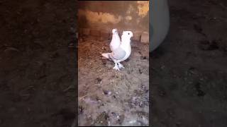 Satinete Pigeon Pair #foryou #viralvideo #viral #youtubeshorts #ytshorts #trending #reels