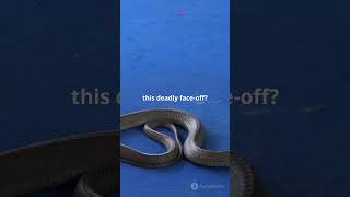 Komodo Dragon vs KingCobra Epic Showdown#shortvideo #facts #trending #trendingshorts #youtubeshorts