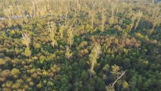 NEUSE River Basin SWAMP PHANTOM 4 DJI Drone