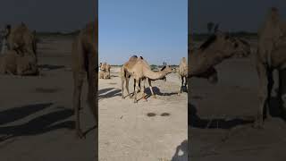 Desert Camel in camel mandi | اٺن جي پڙي ۾ وڪري لاءِ موجود اٺ