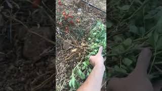 Harvesting peanuts