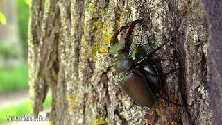 Eikehjort ( lucanus cervus) Öland 2021