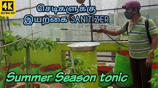 Summer season tonic l செடிகளுக்கு இயற்கை Sanitizer l வெயில் கால பூச்சிகளை தடுக்க எளிய வழி