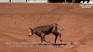 Horn injury at 2019 Mount Isa Rodeo