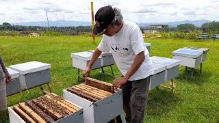 LEBAH APIS MELLIFERA KAKI GUNUNG SLAMET