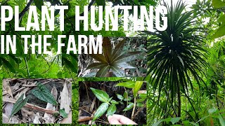 Plant Hunting sa Farm ng mga Native na Halaman