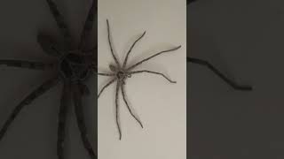 🕷️LONG LEGS SPIDER🕷️SUB ME THANKS🙏