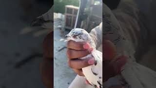 🥰🥰 #pigeon #birds #pets #love #attitude #fancykabutar #ytshorts #shortsvideo #fancypigeons