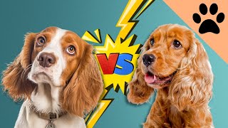 Beagle vs Cocker Spaniel