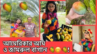 আমেরিকার আম ও জামরুল বাগান। Mango Grove In USA| Florida Trip Day -2| Bangladeshi American Vlogger