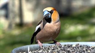 дубонос, hawfinch, grosbeak, Coccothraustes coccothraustes