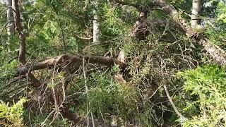 wild red cedar (eastern juniper)