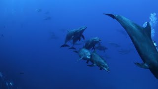 Остров Сокорро / Socorro Island | 4K |