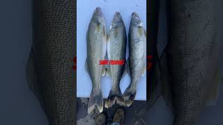 Walleyes para la fritanga#walleye #fishing #fishinglife