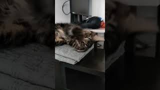 мейн кун #shorts #mainecoon #рекомендации #котенок #мейнкун #cat #кот #животные #воронеж