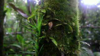 Cinematic Hiking Vlog: The Journey, Discover Lamaling Creek, Peradayan Forest, Temburong : Canon EOS