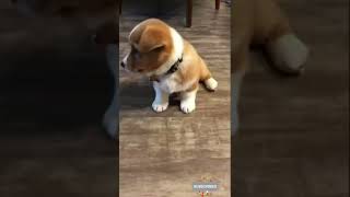 Cute and Funny Corgi Compilation Pt. 1