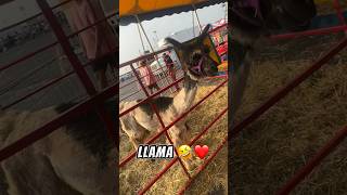 Poor BABIES🥲#foryou #fypシ #shorts  #feed #viral #viralvideo #humor #llamas #zoo #animals#fyp #funny