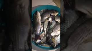 mabiyaya ngayon, ang daming huli #hectortvvlogs #fishing #shorts