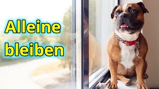 Deshalb ist Dein Hund gestresst, wenn Du ihn alleine lässt - 5 wichtige Basics fürs Alleinbleiben