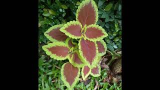 Small  Garden ♥️♥️♥️#coleus #plants #beautiful #homegarden #naturl