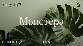 Пусти домой корни #2. Монстера в коллекции Roots Flowers