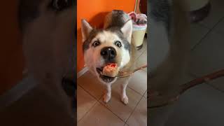 Кушаем роллы с майонезными шляпами! Вкусняшка #shorts #shorts #dog