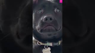 funny dog video# short# puppy# funny #short video